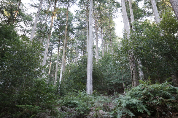 FSCの最初の模擬審査を​した際の森