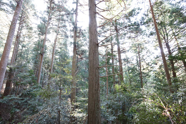 林業講座が行われる森